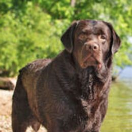 Labrador Retrievers from Stonecrest Labrador Retrievers