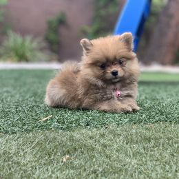 Pomeranian Puppies from POMS USA