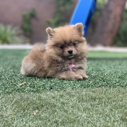 Pomeranian Puppies from POMS USA