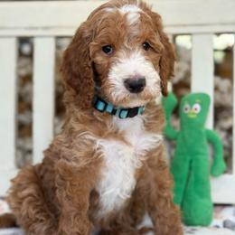 Yarrow- Blue collar male - Red  male Goldendoodle puppy in Yuciapa, California from AlltheDoodlez_