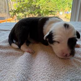 Girl 2 - Chocolate female Border Collie puppy in Salem, Oregon from Croisan Creek Border Collies