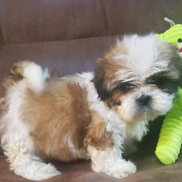 Shih Tzus and Shorkies from Rolling Meadows Shih tzus
