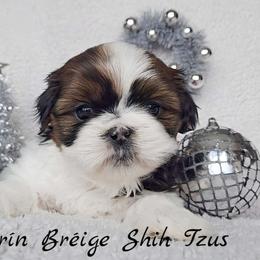 AKC Tri-Color Parti Male - Tricolor male Shih Tzu puppy in Middle Grove, New York from Beirin Breige Shih Tzus