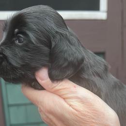 Boy 3 - Black male Dachshund puppy in Gouverneur, New York from Dack Dachshunds