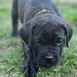 Yellow - Black female Cane Corso puppy in Paris, Texas from Knucklehead Cane Corso