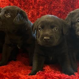 Black Male 1st pick - Black male Labrador Retriever puppy in Beaverdam, Virginia from Gold Heart Labradors