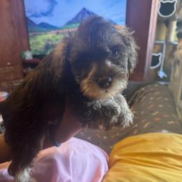 Rango (lime green collar) - Liver male Miniature Schnauzer puppy in Chicago, Illinois from Cuddly Cutts Pets