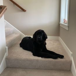 Newfoundland Puppies from Lake Country Newfoundlands