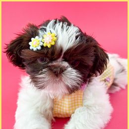 Petunia - Liver and white female Shih Tzu puppy in Goodyear, Arizona from Arizona Sunrise Shih Tzus