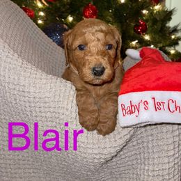 Blair - Labradoodle puppy in Warfordsburg, Pennsylvania from Black Oak Forrest Doodles