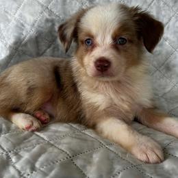 Nugget - Red merle female Miniature Australian Shepherd puppy in Alabama from SBA Aussies