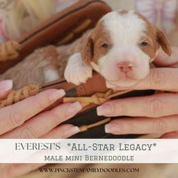 Slugger - Red male Bernedoodle puppy in Jackson, Missouri from Pincksten Family Doodles