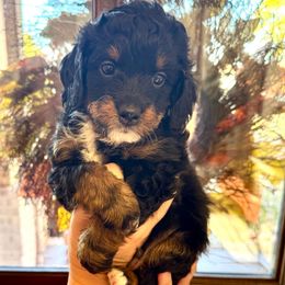 Atlas - Tri-color male Bernedoodle puppy in Rock Hill, South Carolina from LolliPop Farms