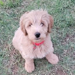 Goldendoodles from Little Doodle Pups