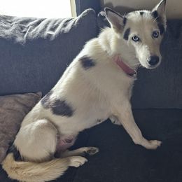 Danu - Siberian Husky