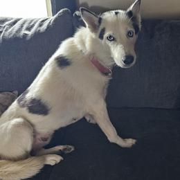 Danu - Siberian Husky