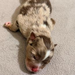 Confetti - Chocolate merle male Pomeranian puppy in Clarksville, Tennessee from Bee Mine Maltipoos and Pomeranians