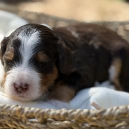 Ferraro - Tri-color male Bernedoodle puppy in Temecula, California from Country Hills Doodles
