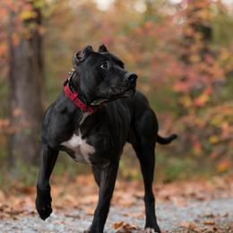 Dually - American Pit Bull Terrier