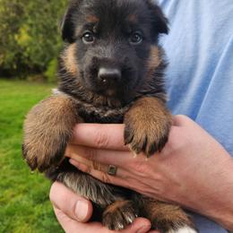 Purple Girl - Black and red male German Shepherd puppy in Longview, Washington from Bunkerhill Shepherds
