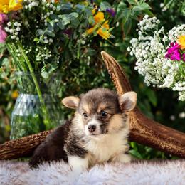 Cupcake - Black and tan female Pembroke Welsh Corgi puppy in Caliente, California from Rafter Cross 7