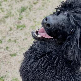 Poodles from Royal Retriever Poodles