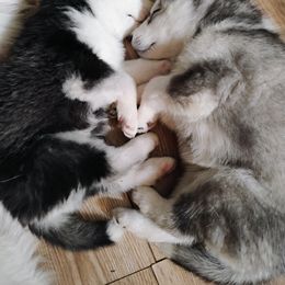 Siberian Husky Puppies from I'm not an official breeder just adopting out a pack