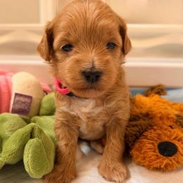 Lulu - Apricot female Goldendoodle puppy in Cape Coral, Florida from Nay Nays Mini Doodles