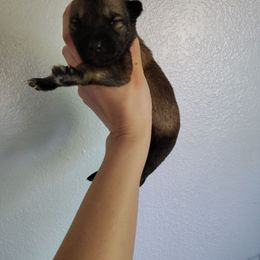 Girl 2 - Fawn sable female Belgian Malinois puppy in Marshall, Michigan from Dream K9