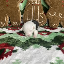 Girl 3 - Black and tan female Pembroke Welsh Corgi puppy in Rosharon, Texas from Morning Glory Corgis