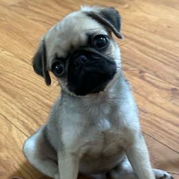 Sam - Fawn male Pug puppy in Indian Trail, North Carolina from Love Pugs