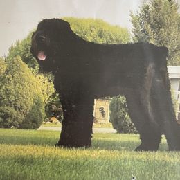 Mishka - Black Russian Terrier
