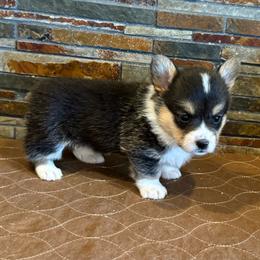 Girl 4 - Black and tan female Pembroke Welsh Corgi puppy in Visalia, California from VIP Stables