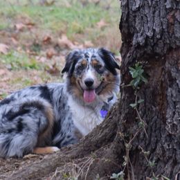 Kali - Australian Shepherd