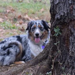 Kali - Australian Shepherd
