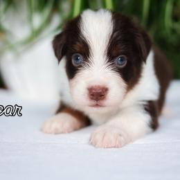 Oscar - Red tri-color male Miniature American Shepherd puppy in Battle Ground, Washington from Casita Miniature American Shepherds