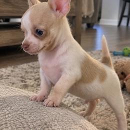 Carmelo - Gold male Chihuahua puppy in Eustis, Florida from Chichianna's Legacy