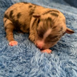 Rebel - Blue merle male Miniature American Shepherd puppy in Godley, Texas from Bradley Kennels