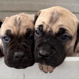 Neon Collar Girl - Fawn female Boerboel puppy in Warren, Michigan from BoHo Boerboels