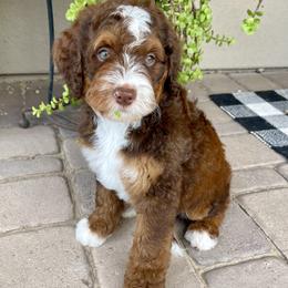 Snickers - Tri-color male Bernedoodle puppy in Superior, Arizona from Mountain Bridge Doodles