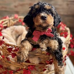 Prince Naveen - Tri-color male Bernedoodle puppy in Munster, Indiana from Miranda’s Sunshine Poodles and Doodles