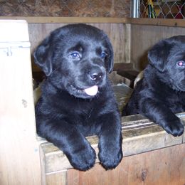 Labrador Retriever Puppies from Cecilie Drege