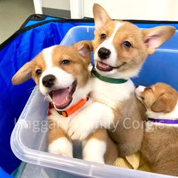 Pembroke Welsh Corgi Puppies from Haggard Family Corgis