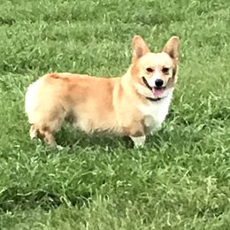 Major - Pembroke Welsh Corgi