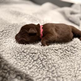 Pink collar female - Chocolate female Labrador Retriever puppy in Gainesville, Georgia from Rucker Retrievers