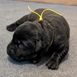 Yellow collar - Black female Labrador Retriever puppy in Lithonia, Georgia from Marmolejos Labs
