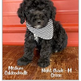 Night Shade - Black male Goldendoodle puppy in Fort Lupton, Colorado from Puppy Paws Colorado