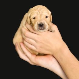 Max Tiago ( Blue Collar) - Golden male Golden Retriever puppy in Oregon from A Goldens First Love