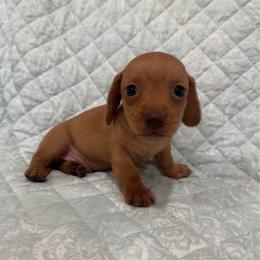 Boy 3 - Red male Dachshund puppy in Galax, Virginia from Dells  Dachshund’s
