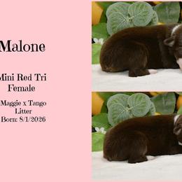 Malone - Red tri-color female Australian Shepherd puppy in Ranger, Texas from Outback Mini Aussies